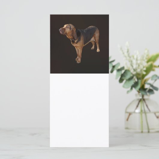 Bloodhound (Standing Front)