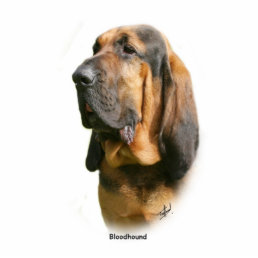 Bloodhound 9Y404D-135 Cutout