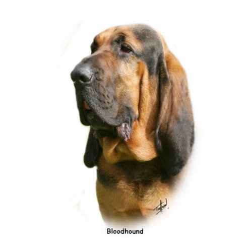 Bloodhound 9Y404D_135 Cutout