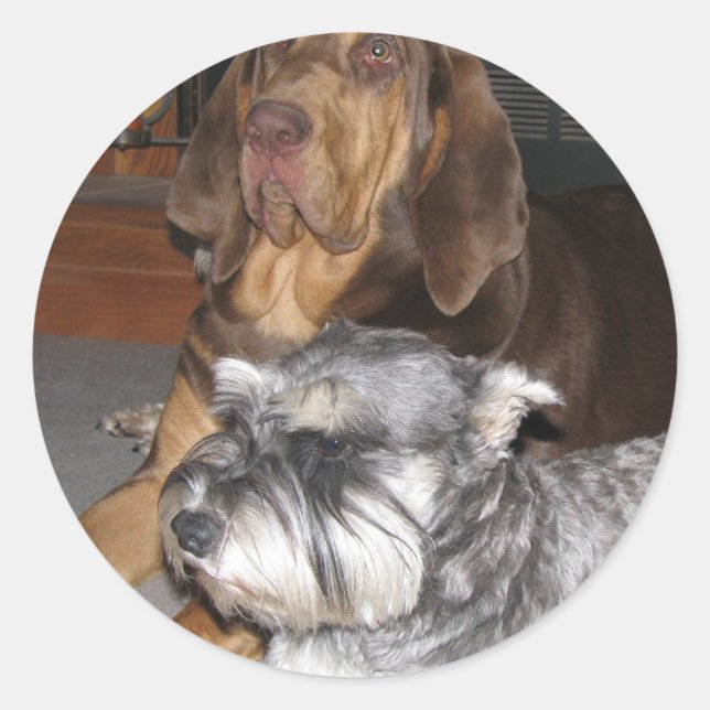 Bloodhound and Miniature Schnauzer Stickers (Front)