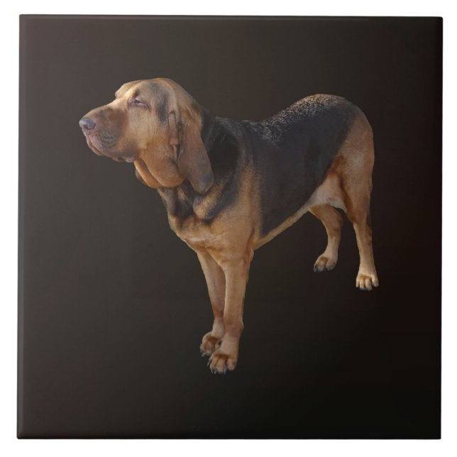 Bloodhound Ceramic Tile (Front)