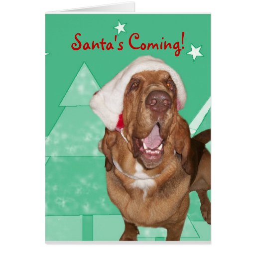 Bloodhound Christmas Card | Zazzle