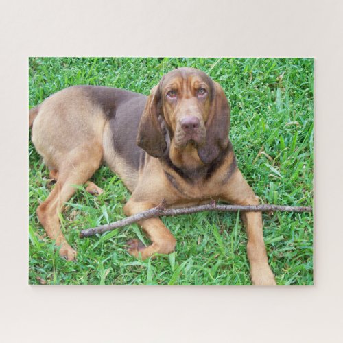 Bloodhound dog _ Hunting Scent Hound in the grass Jigsaw Puzzle