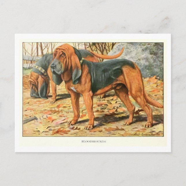 Bloodhound Dogs Postcard (Front)