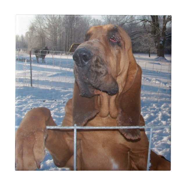 Bloodhound Face Ceramic Tile (Front)