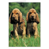 Bloodhound Puppies (Front)