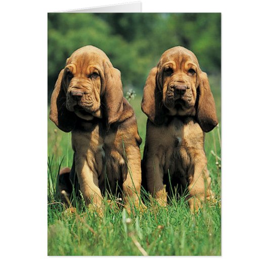 Bloodhound Puppies Cards (Front)