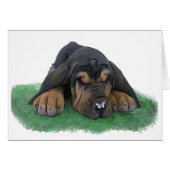 bloodhound puppy (Front Horizontal)