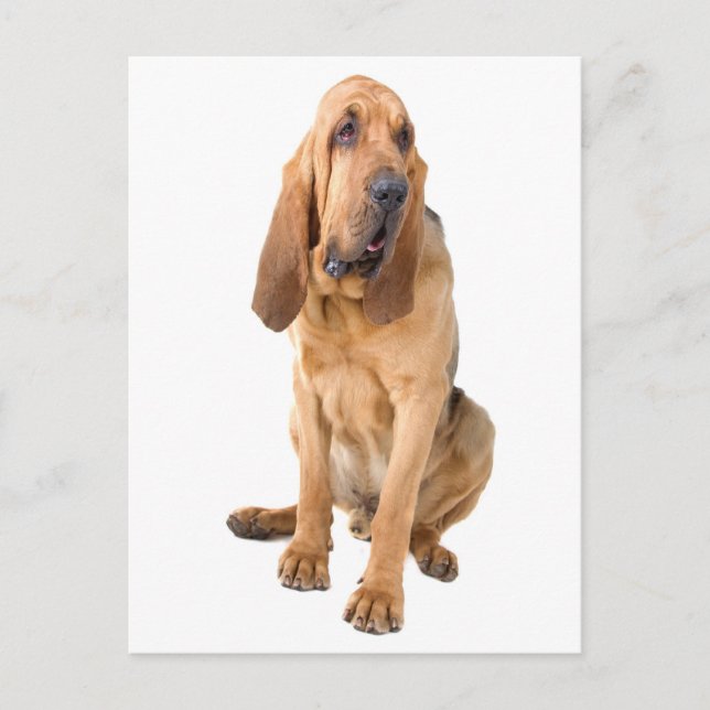 Bloodhound Puppy Dog Blank Greeting Postcard (Front)