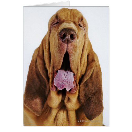 Bloodhound St Hubert Hound with closed eyes