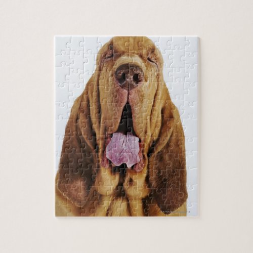 Bloodhound St Hubert Hound with closed eyes Jigsaw Puzzle