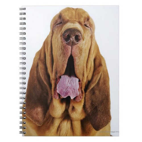 Bloodhound St Hubert Hound with closed eyes Notebook