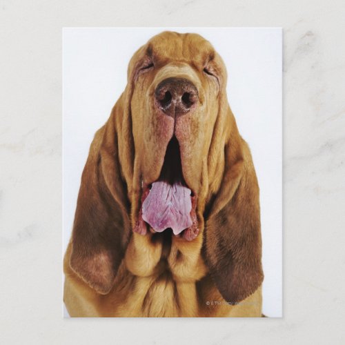 Bloodhound St Hubert Hound with closed eyes Postcard