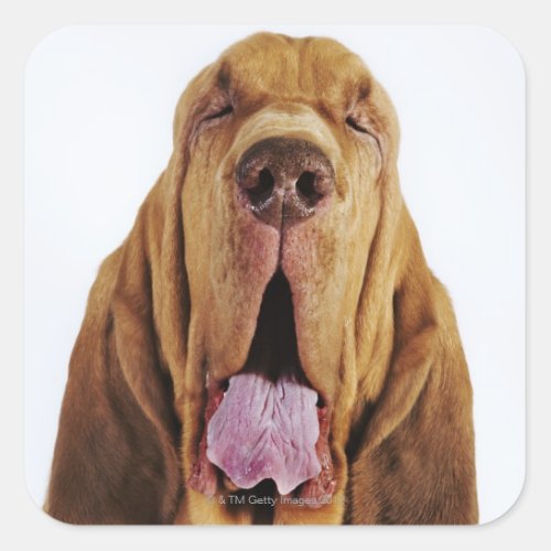 Bloodhound St Hubert Hound with closed eyes Square Sticker