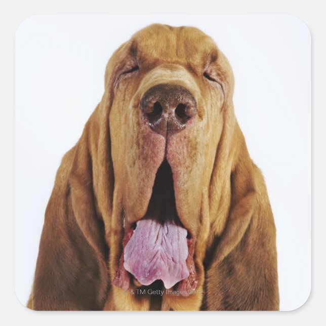 Bloodhound (St. Hubert Hound) with closed eyes, Square Sticker (Front)