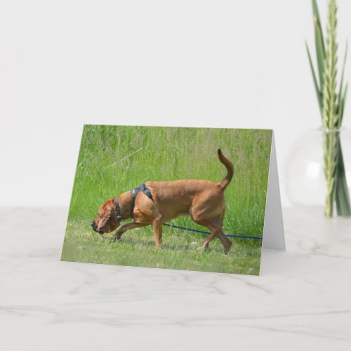 Bloodhound Tracking Dog Photography Greeting Card