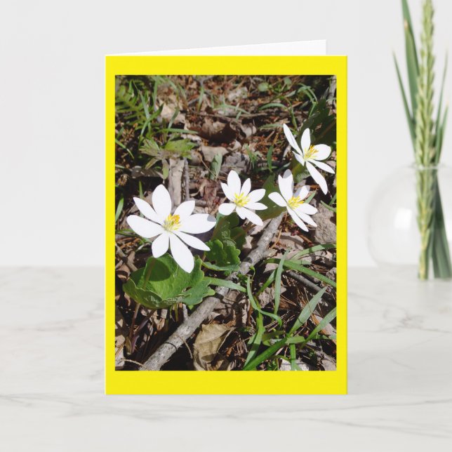 Bloodroot Blank Notecard (Front)