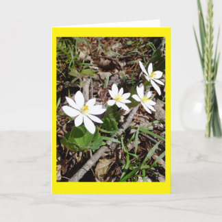 Bloodroot Blank Notecard