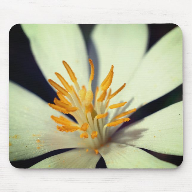 Bloodroot Flower Center Close Up Mouse Pad (Front)