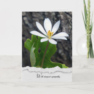 bloodroot wildflower sympathy card