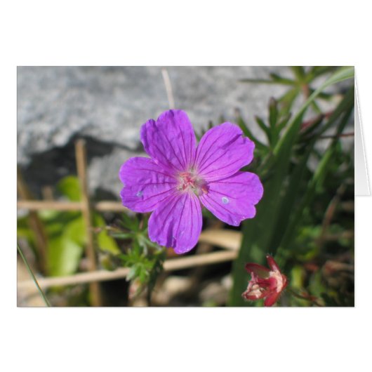 Bloody Cranesbill flower Cards (Front Horizontal)