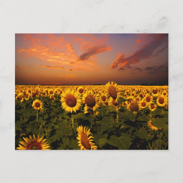 Bloody Skies Postcard (Front)