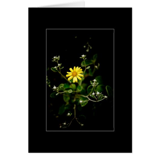 Bloom and Buds (Front)