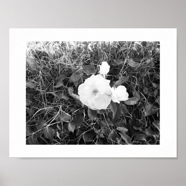 Bloom Black and White Photography Poster (Front)