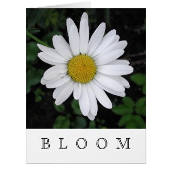 Bloom Daisy Cards - Blank Inside by shotwellphoto at Zazzle