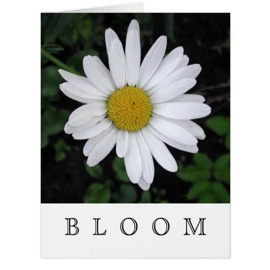 BLOOM Daisy Cards - Blank Inside (Front)
