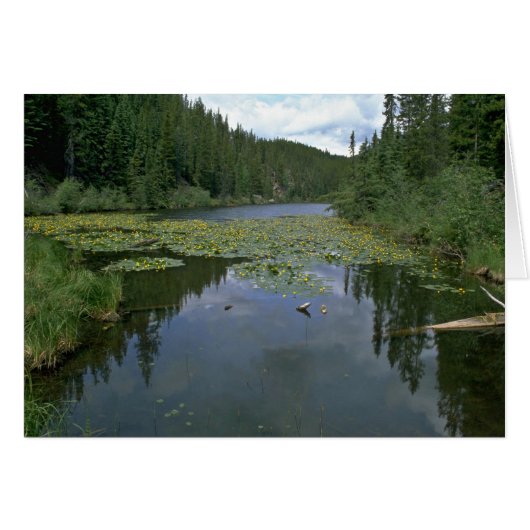 Bloom In Water Cards (Front Horizontal)