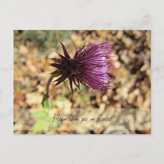 Bloom... Postcard