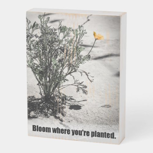 Bloom Where You Are Planted black text With Poppy Wooden Box Sign