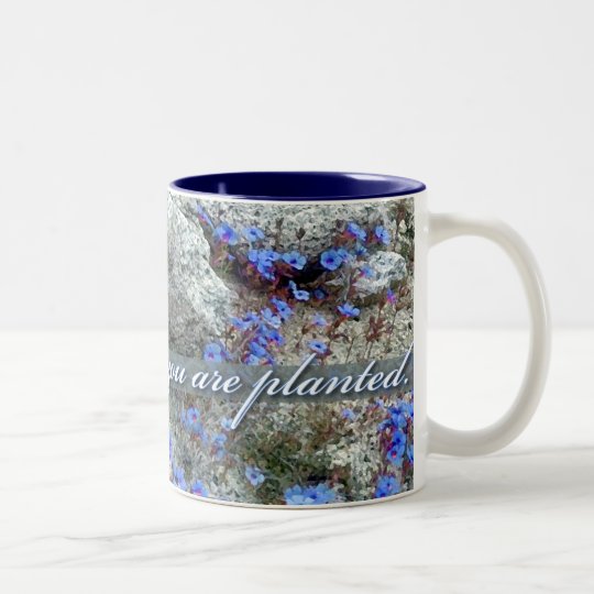 Bloom Where You Are Planted, Bluets Two-Tone Coffee Mug