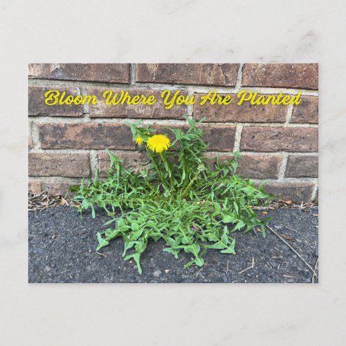 Bloom Where You Are Planted Dandelion Flower Postcard