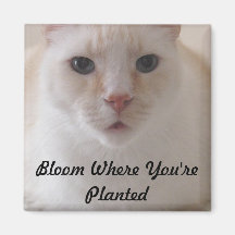 Bloom where you are planted image magnet