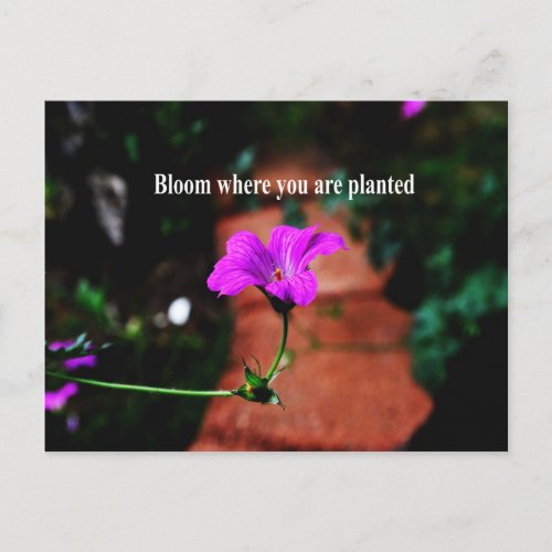 Bloom where you are planted postcard