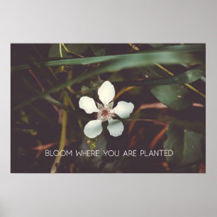 Bloom Where you are planted Poster