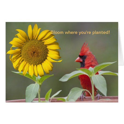 Bloom where you're planted! cards (Front Horizontal)
