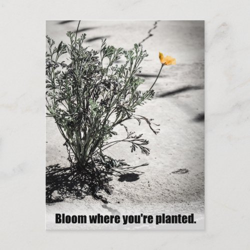 Bloom Where Youre Planted Postcard