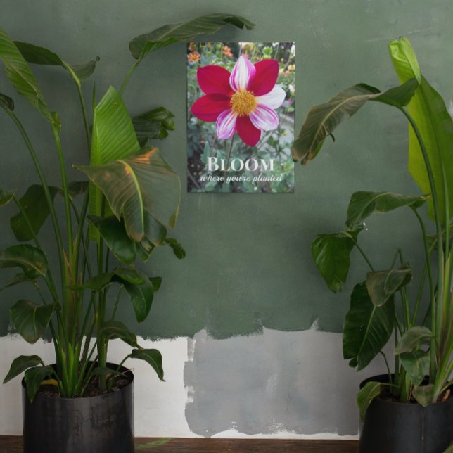 Bloom Where You're Planted Quote Floral Acrylic Print (In Situ)