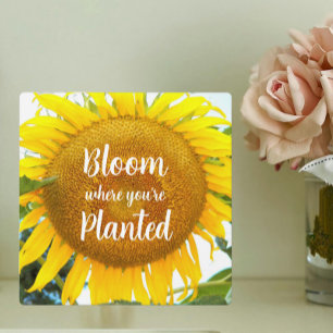 Bloom Where You're Planted Yellow Sunflower Plaque