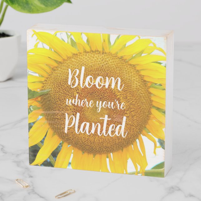 Bloom Where You're Planted Yellow Sunflower Wooden Box Sign (In Situ Horizontal)