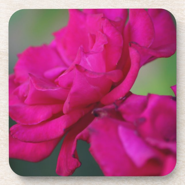 Bloomed Pink Rose Beverage Coaster (Front)