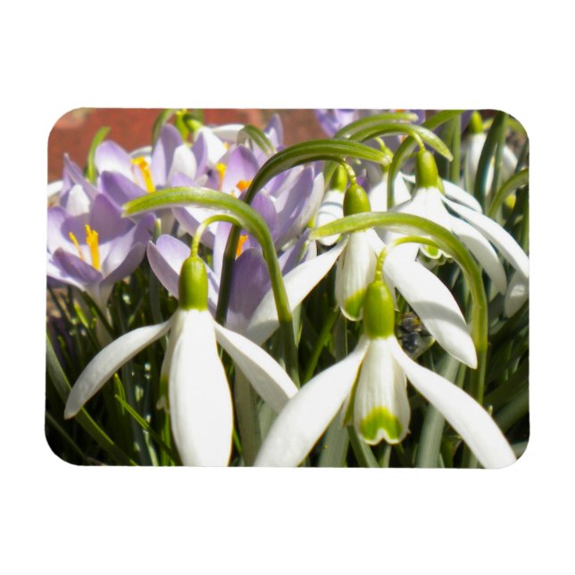 Bloomin' Spring Magnet (Horizontal)