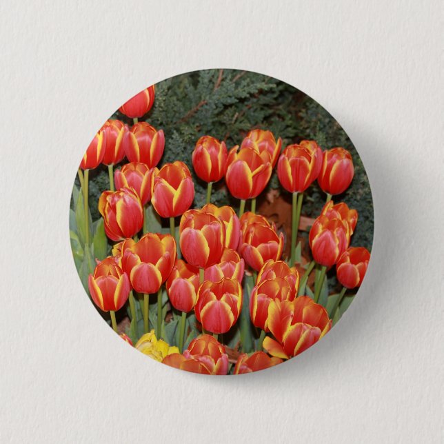 Bloomin' Tulips! Button (Front)