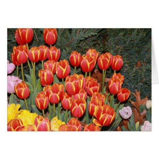 Bloomin' Tulips! Cards (Front Horizontal)