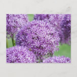 Blooming Allium Flowers  Postcard