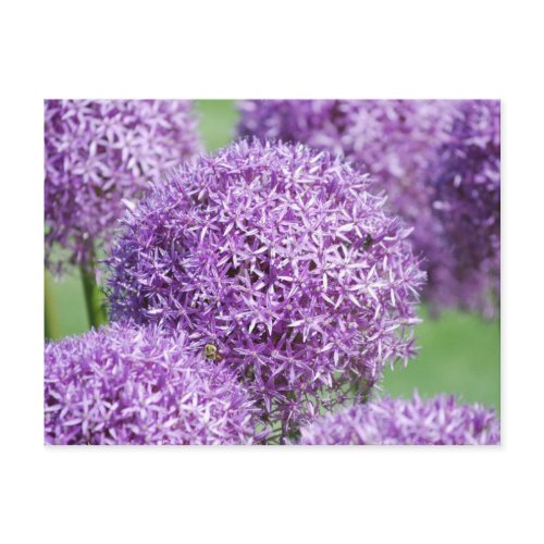 Blooming Allium Flowers  Postcard