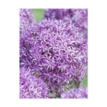 Blooming Allium Flowers  Postcard